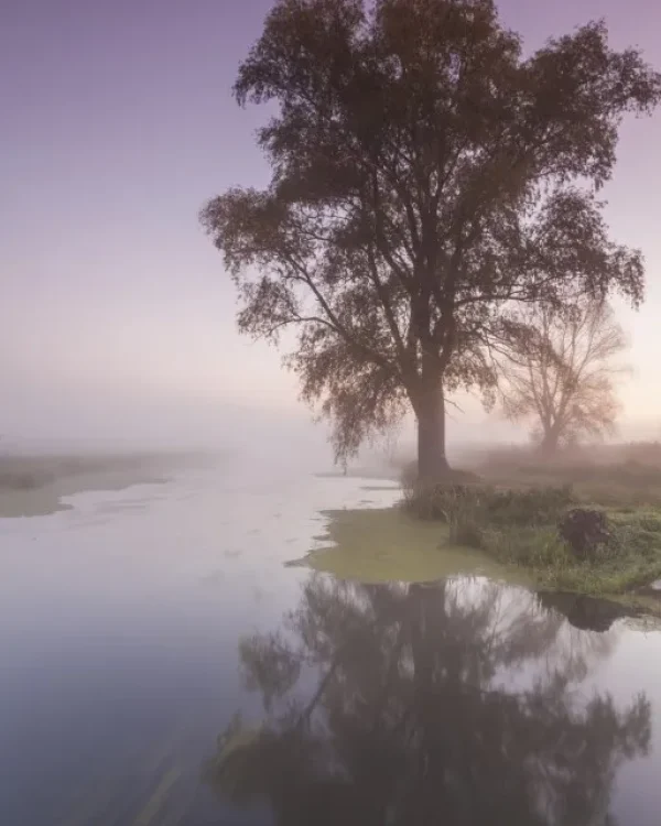 A serene dawn with a single tree reflected in the still waters of a misty riverbank.