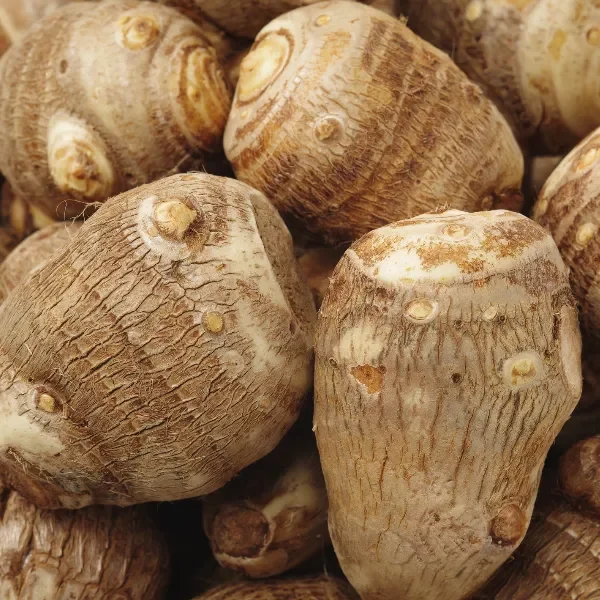 A close-up view of some wild yams