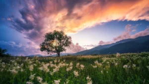 A single tree stands in a field of wildflowers under a dramatic sunset sky with scattered clouds and distant mountains.